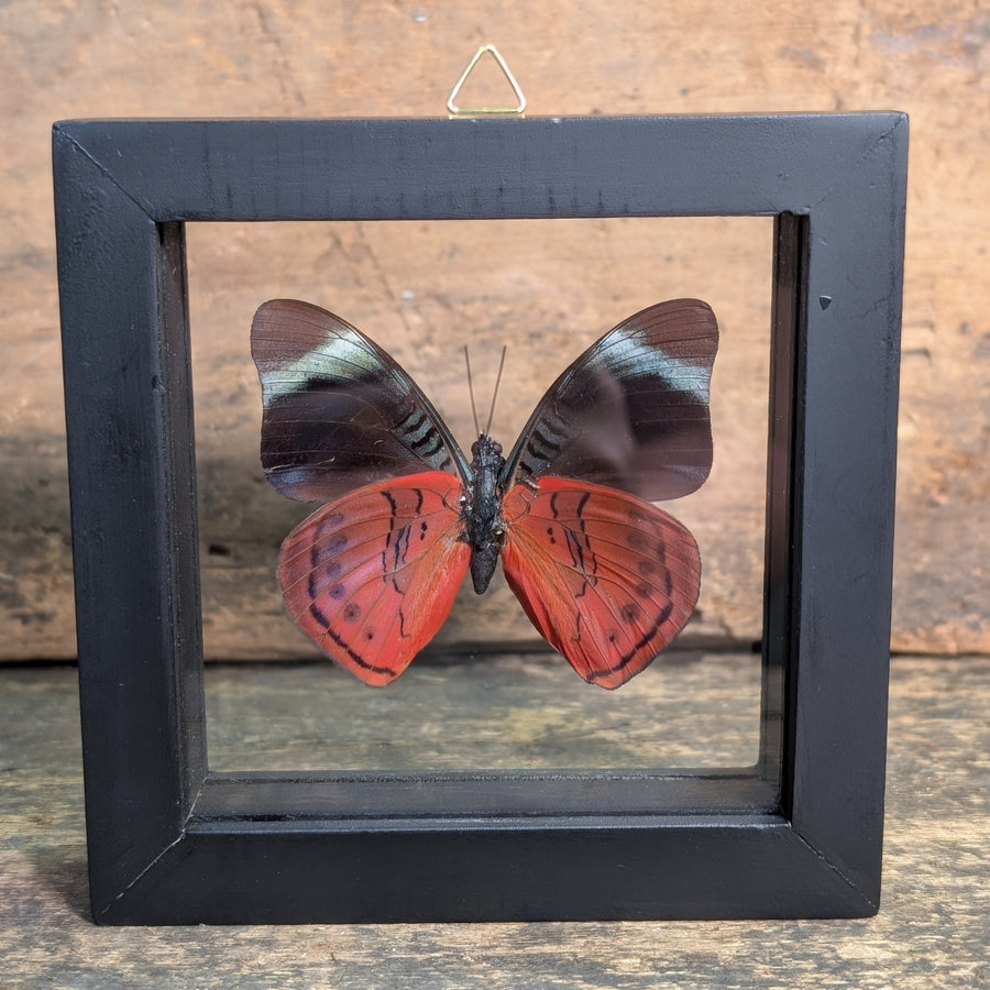 Framed Butterfly Specimen – Pycina Zamba Display
