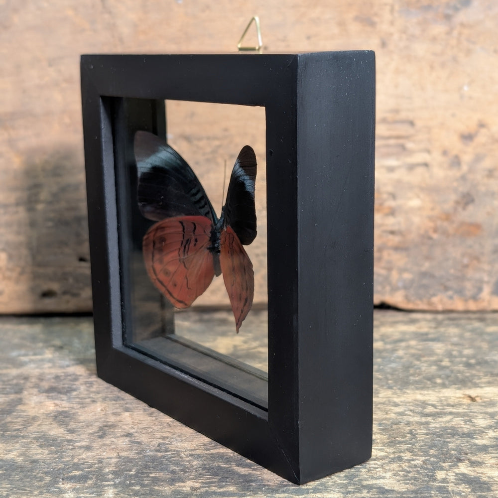 Gerahmtes Schmetterlingsexemplar – Pycina Zamba Display