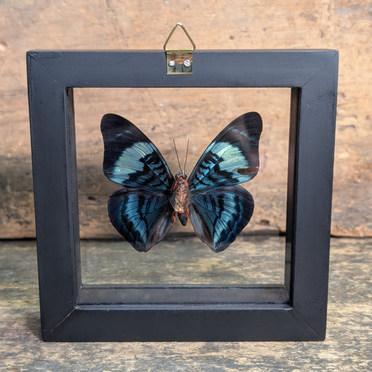 Framed Butterfly Specimen – Pycina Zamba Display