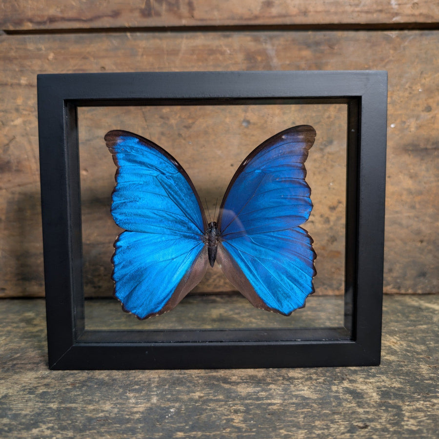 Framed Morpho Didius Butterfly – Real Blue Morpho Display