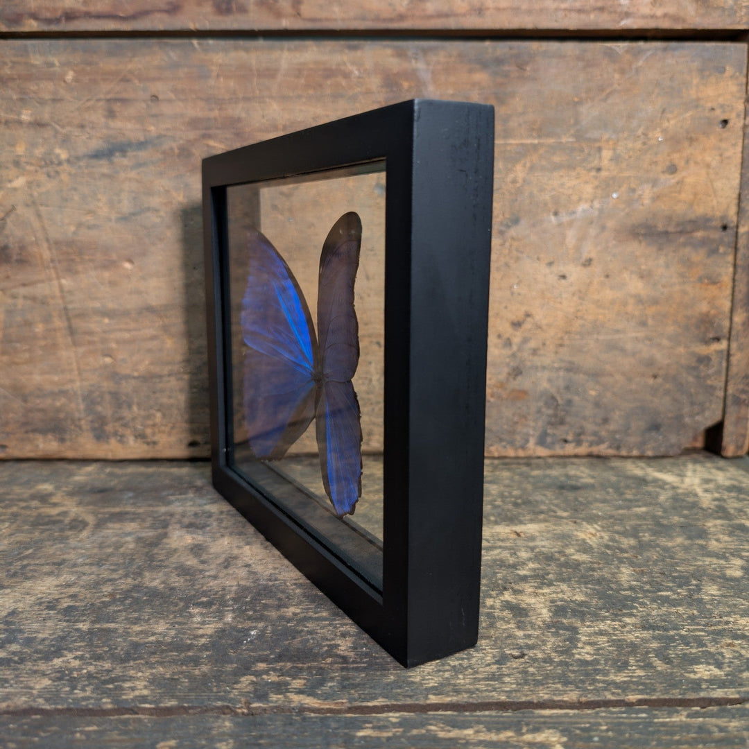 Framed Morpho Didius Butterfly – Real Blue Morpho Display