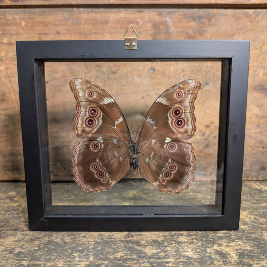Framed Morpho Didius Butterfly – Real Blue Morpho Display