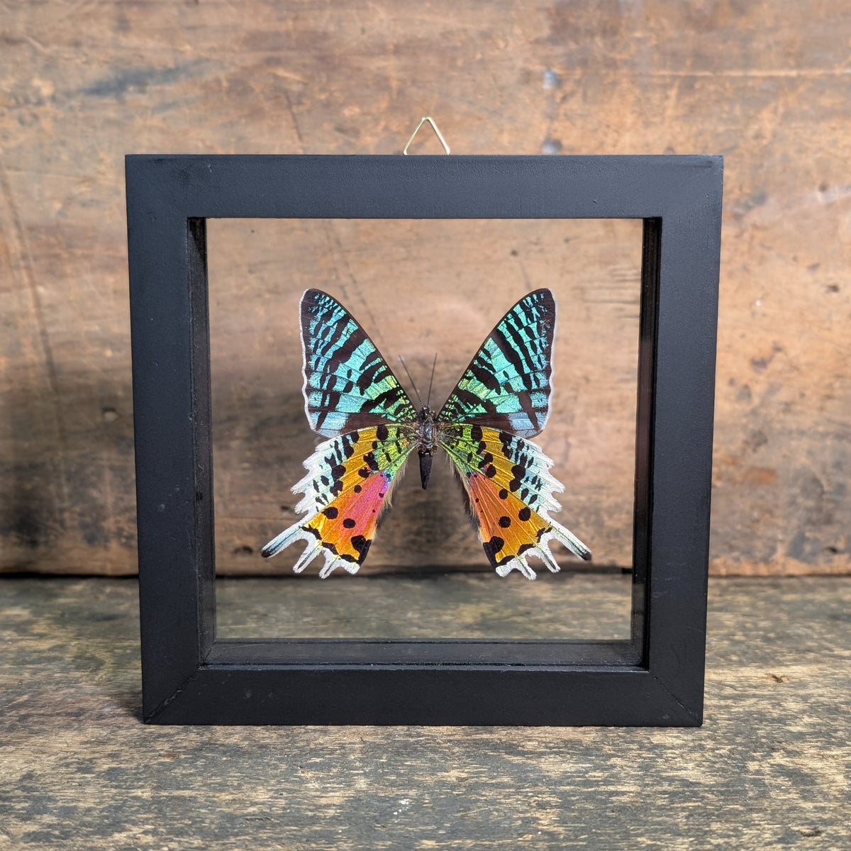 Framed Madagascan Sunset Moth – Urania Ripheus Display