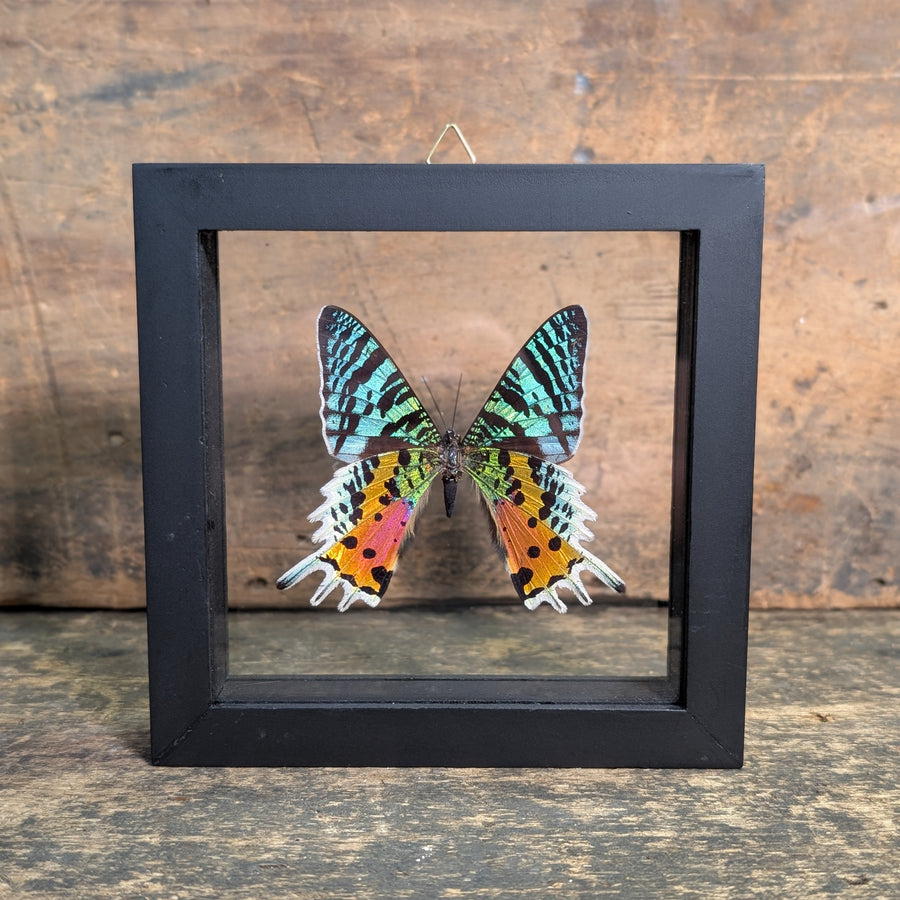 Framed Madagascan Sunset Moth – Urania Ripheus Display