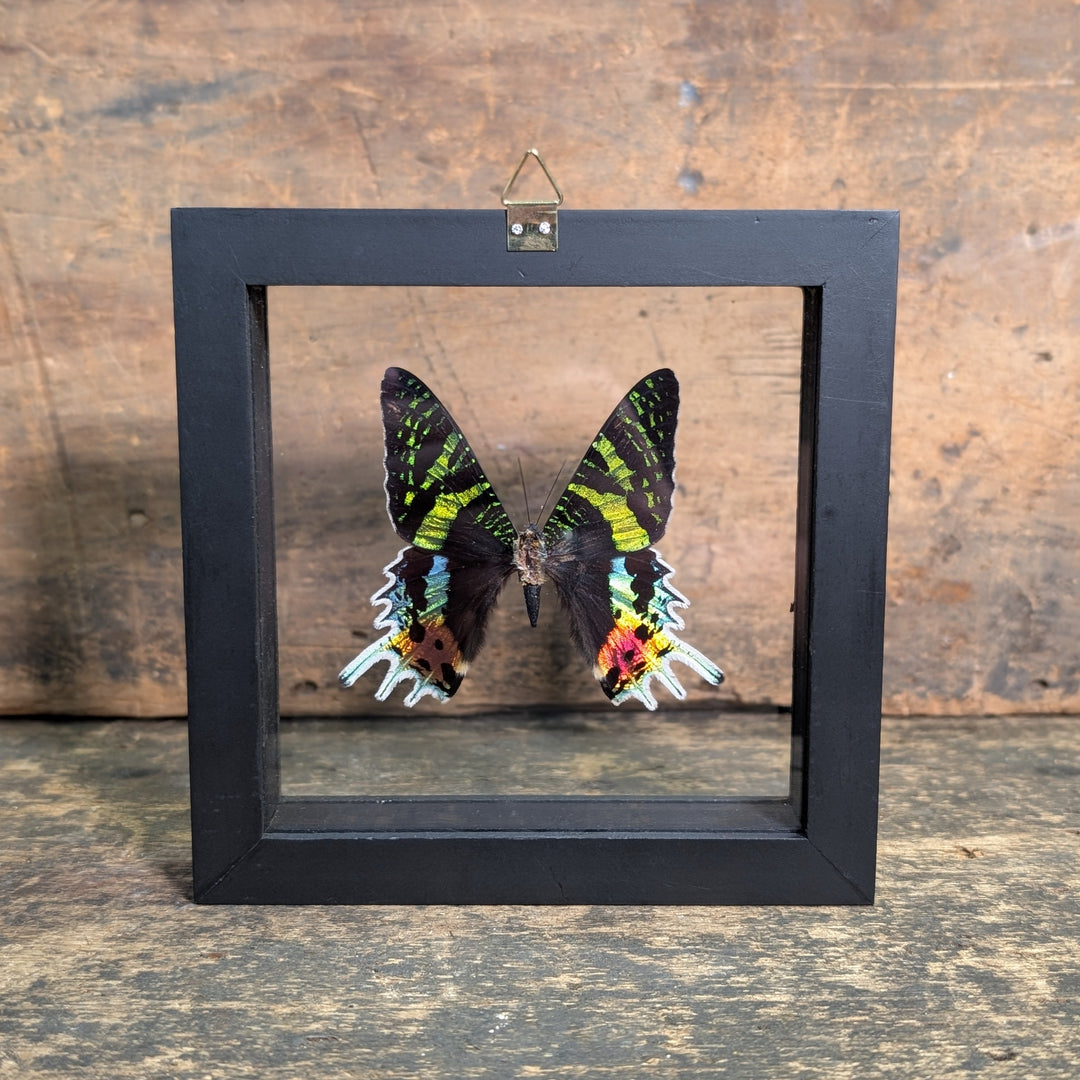 Framed Madagascan Sunset Moth – Urania Ripheus Display