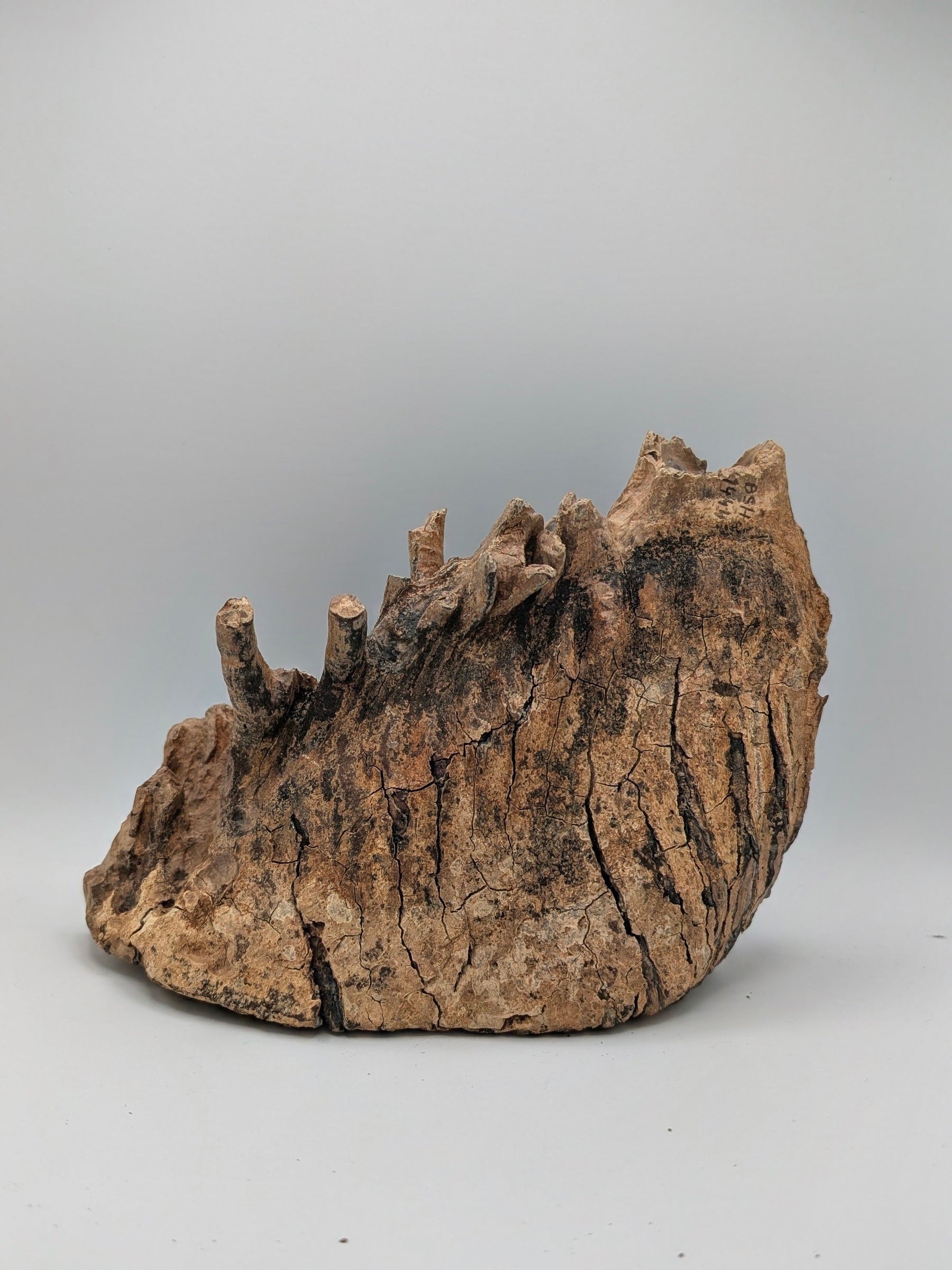 Fossil Mammoth Molar Tooth – North Sea, Western Europe