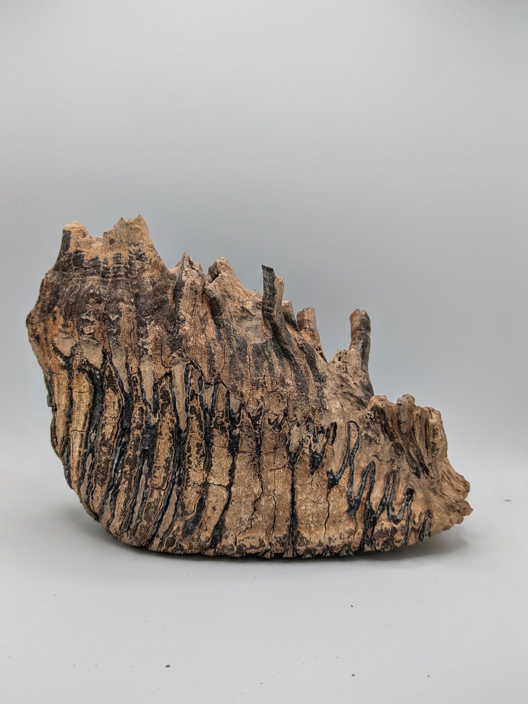 Fossil Mammoth Molar Tooth – North Sea, Western Europe