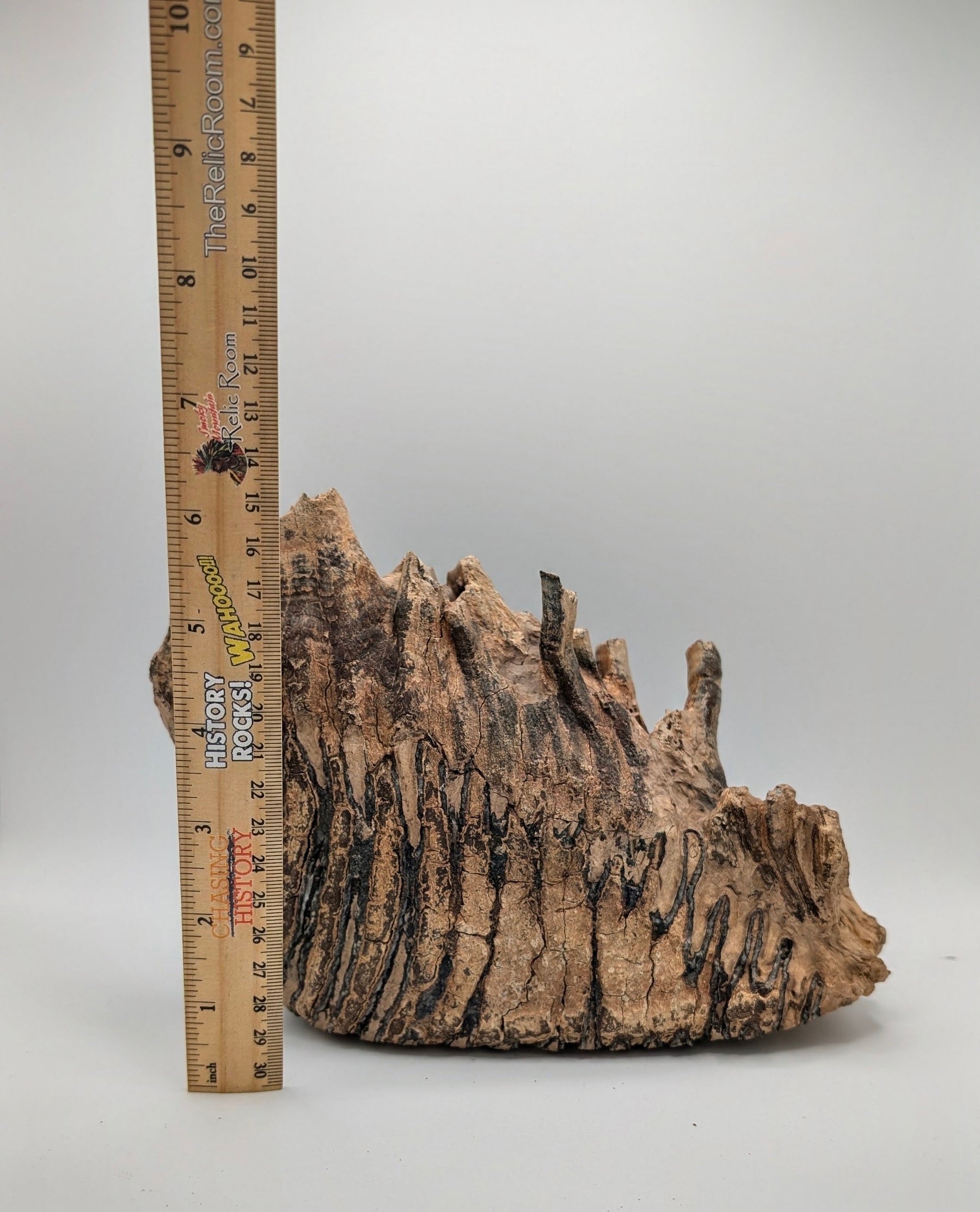 Fossil Mammoth Molar Tooth – North Sea, Western Europe