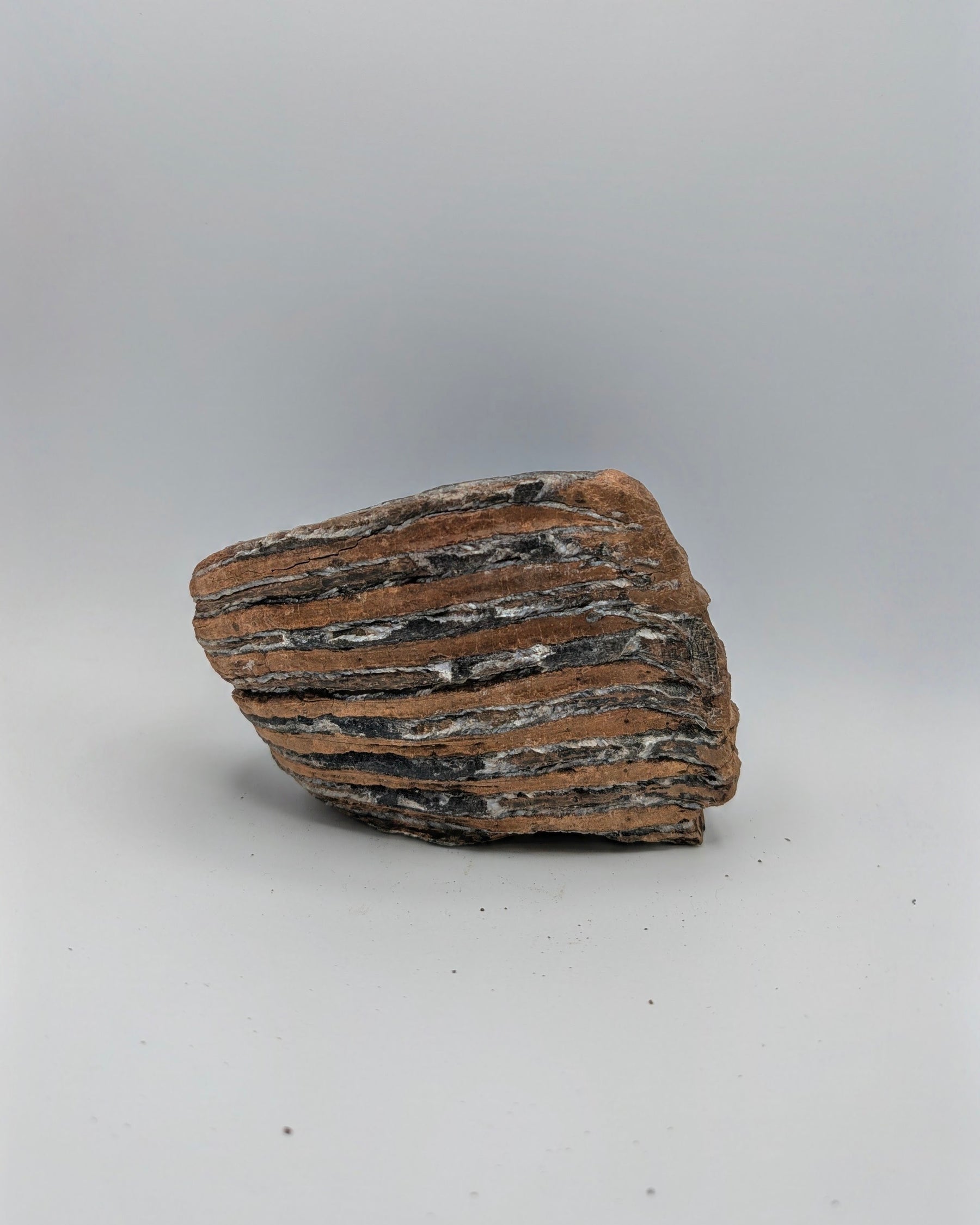 Fossil Mammoth Molar Tooth – North Sea, Western Europe