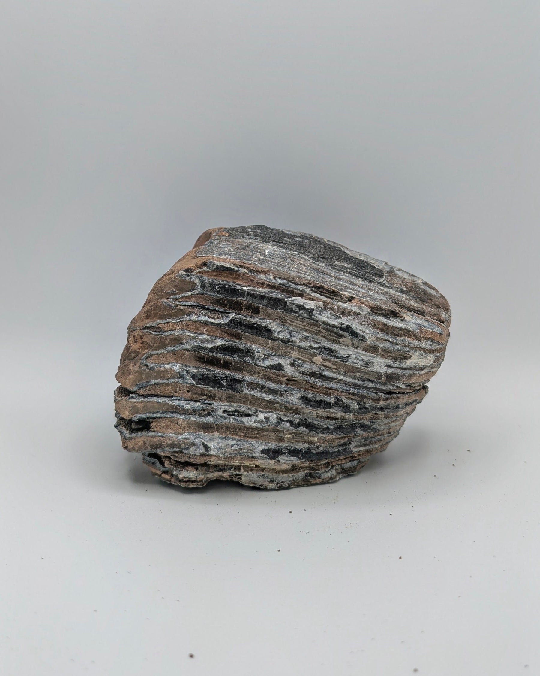 Fossil Mammoth Molar Tooth – North Sea, Western Europe