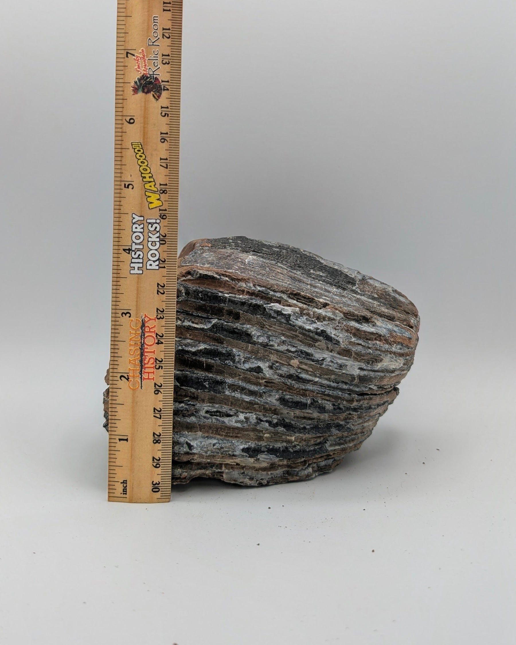 Fossil Mammoth Molar Tooth – North Sea, Western Europe