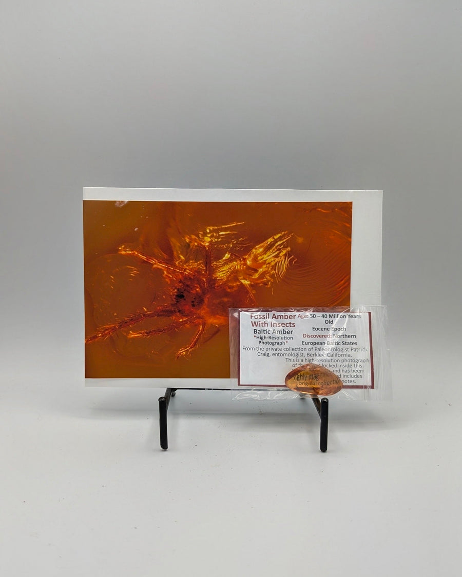 Eocene Baltic Amber with Fossil Spider Inclusion – 40–50 Million Years Old