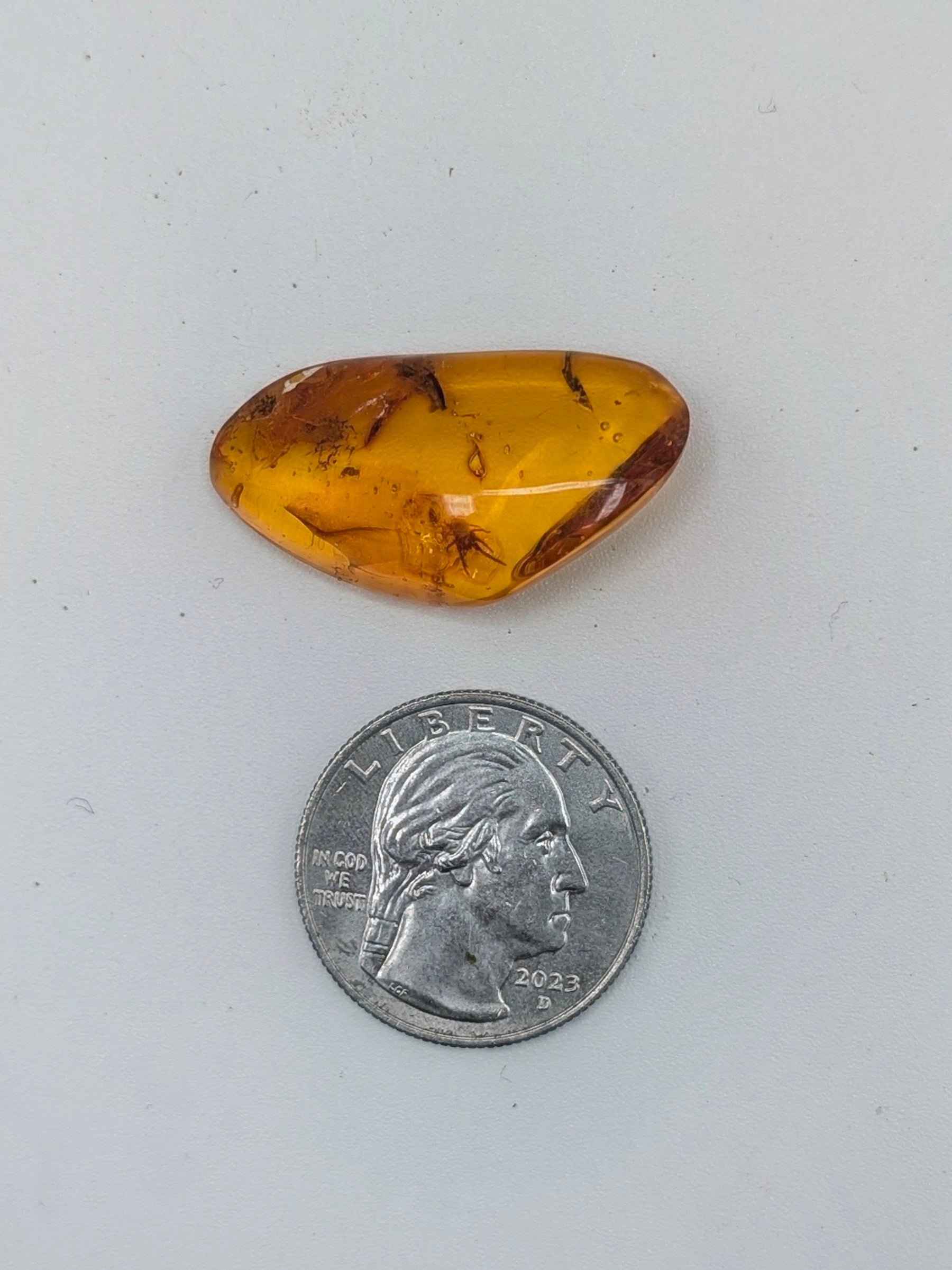 Eocene Baltic Amber with Fossil Spider Inclusion – 40–50 Million Years Old
