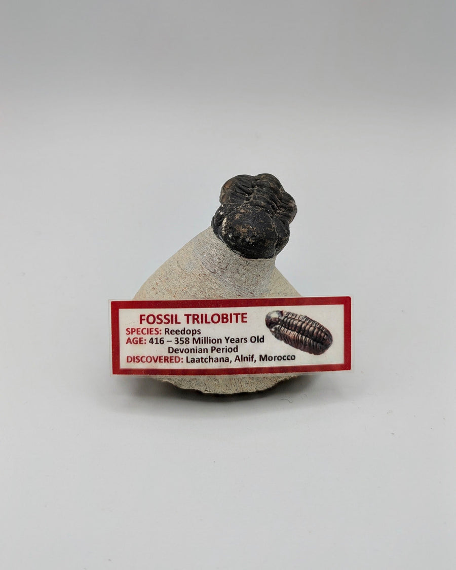 Reedops Trilobite Fossil – Devonian Period, Morocco – 358–416 Million Years Old