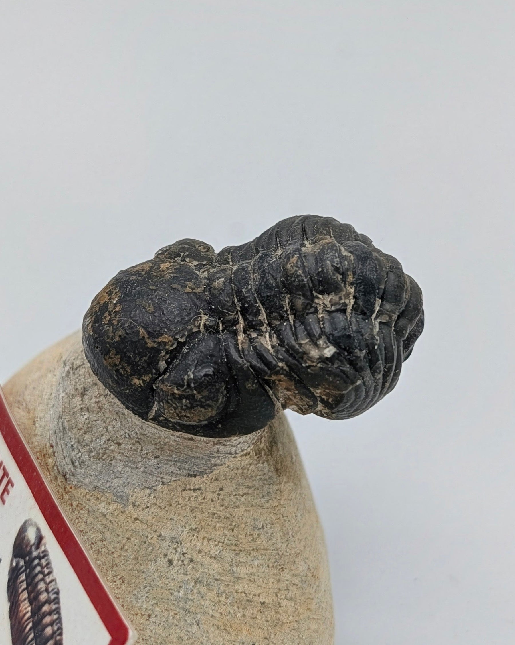 Reedops Trilobite Fossil – Devonian Period, Morocco – 358–416 Million Years Old