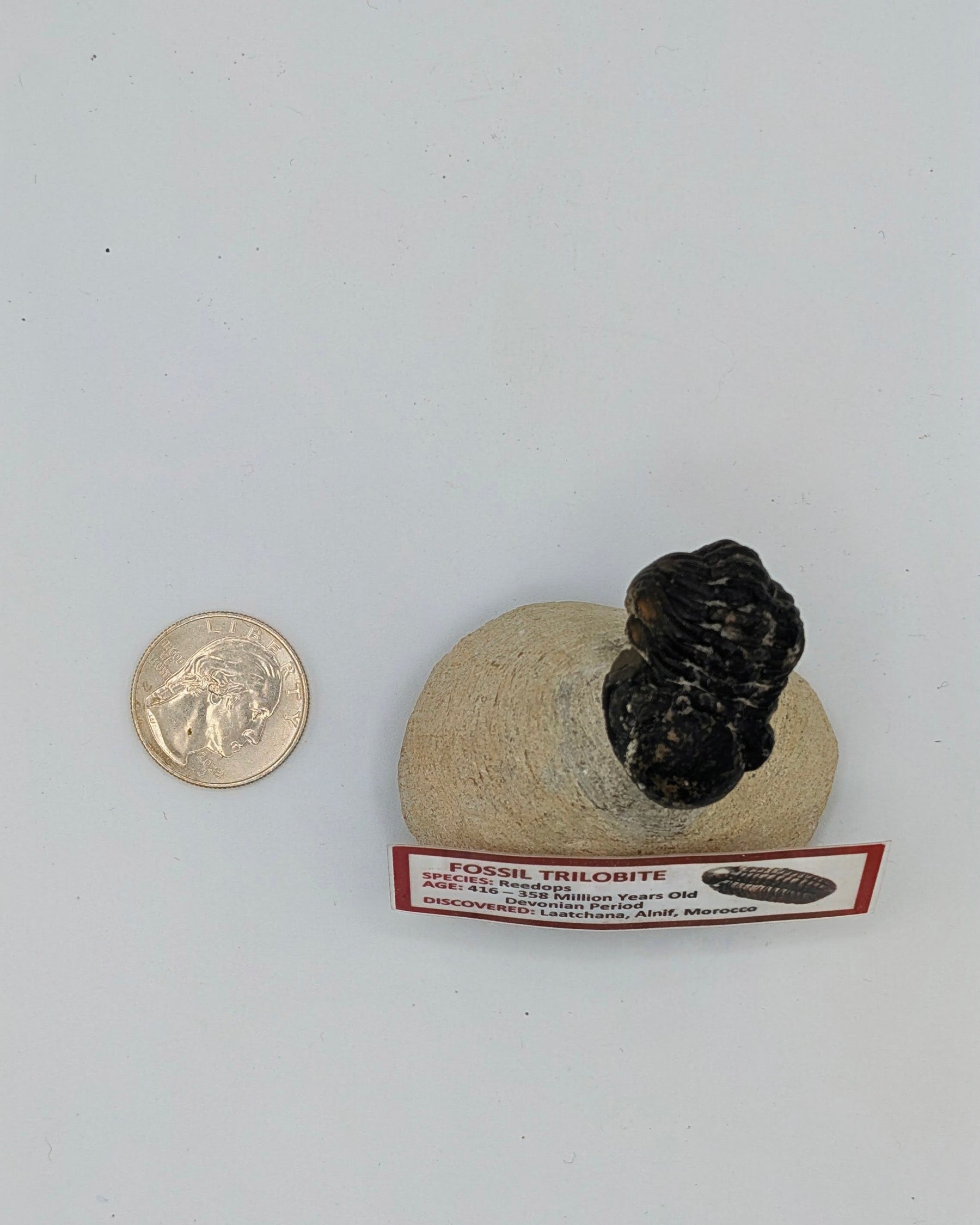 Reedops Trilobite Fossil – Devonian Period, Morocco – 358–416 Million Years Old