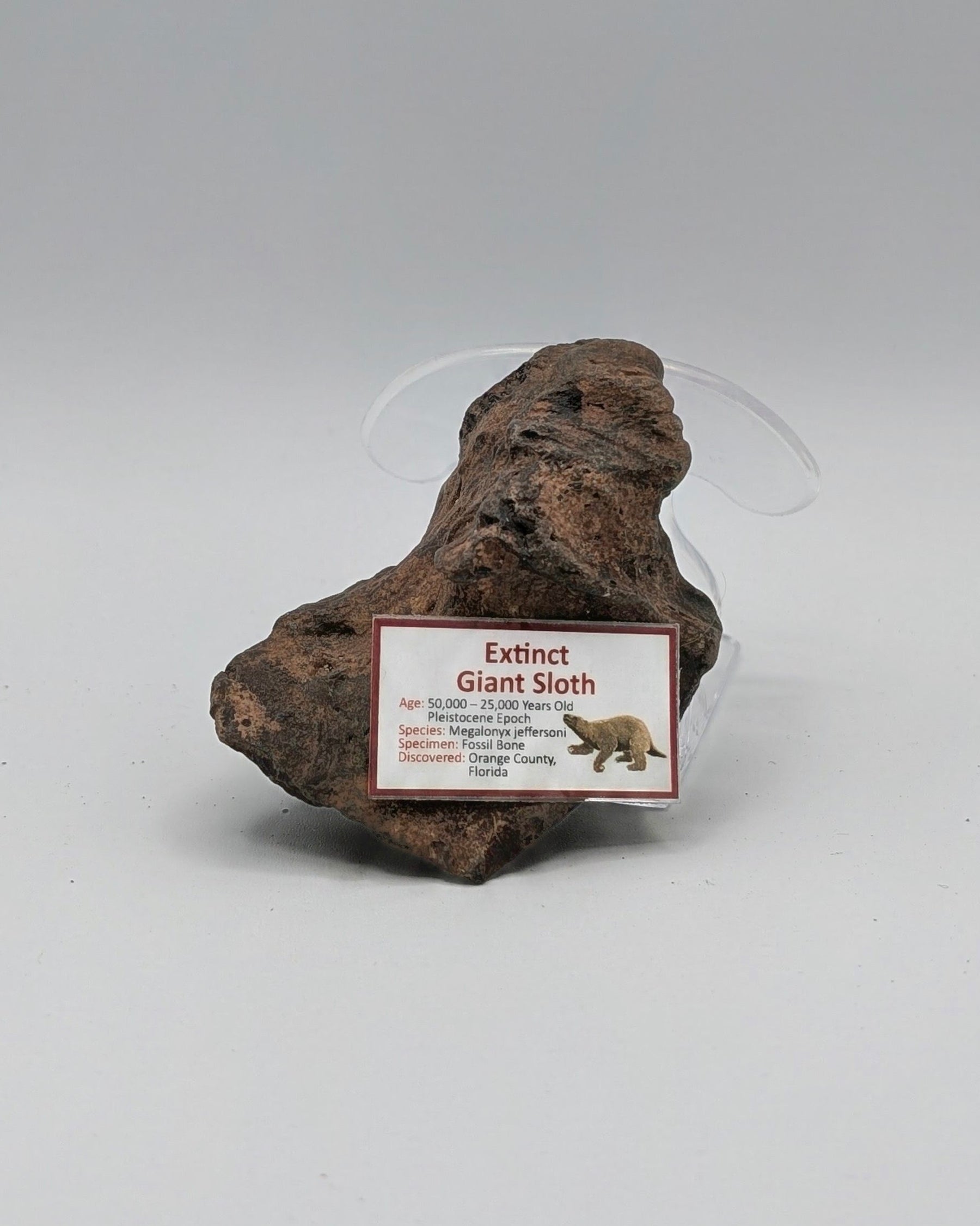 Giant Ground Sloth Fossil Bone – Megalonyx jeffersonii – Pleistocene, Florida