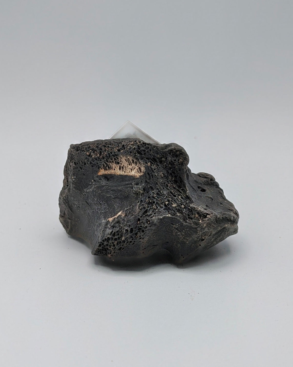 Giant Ground Sloth Fossil Bone – Megalonyx jeffersonii – Pleistocene, Florida