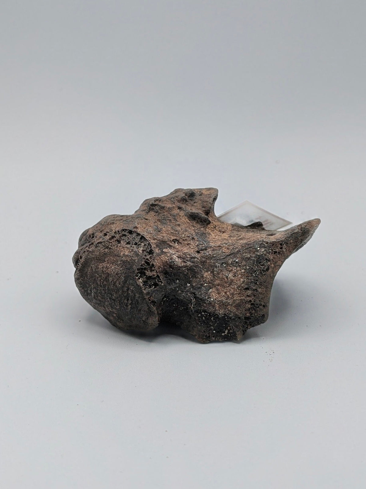 Giant Ground Sloth Fossil Bone – Megalonyx jeffersonii – Pleistocene, Florida