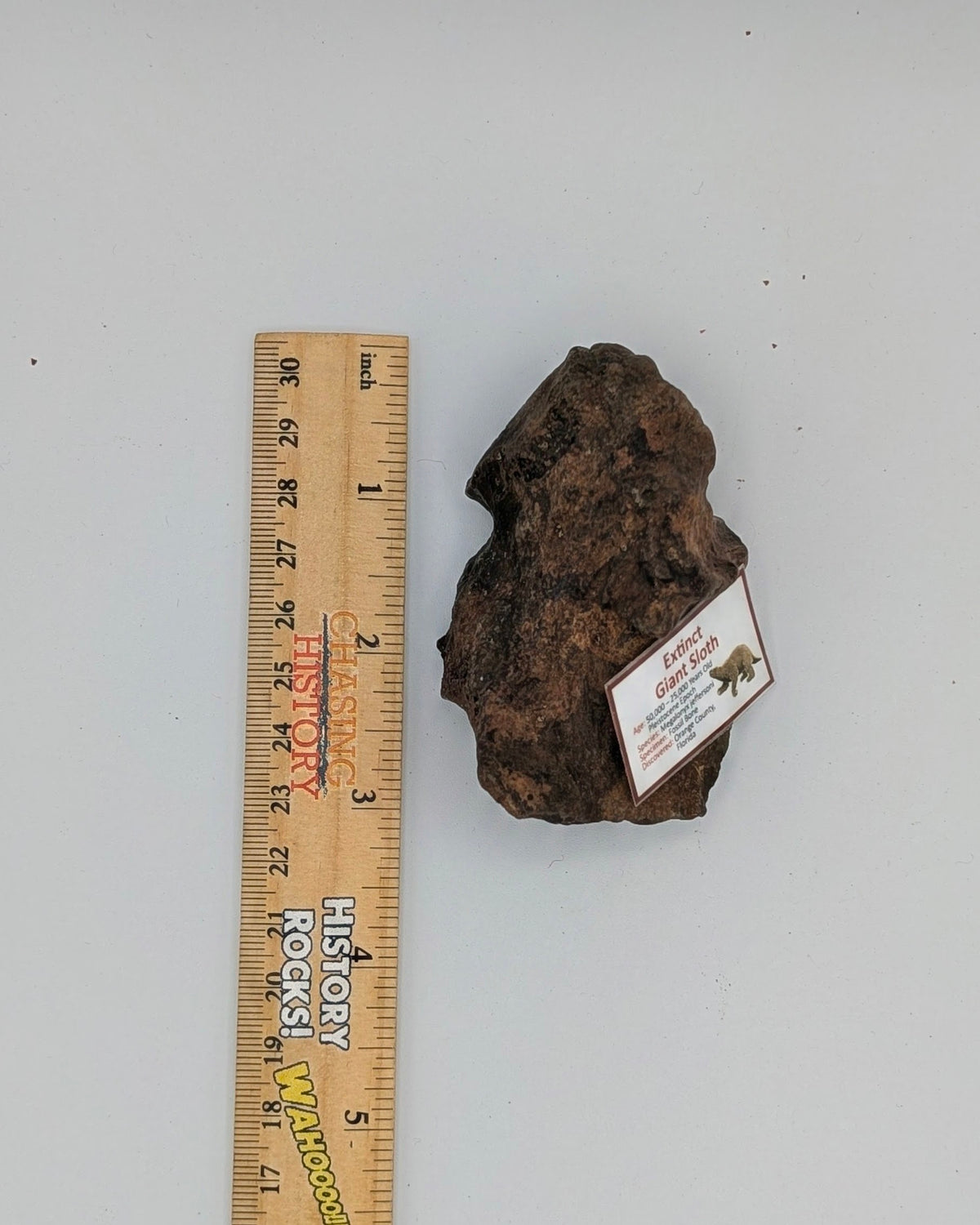 Giant Ground Sloth Fossil Bone – Megalonyx jeffersonii – Pleistocene, Florida