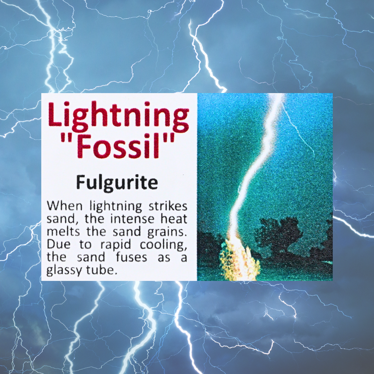 Pokémon Fossil Display - Pikachu Lightning Fossil