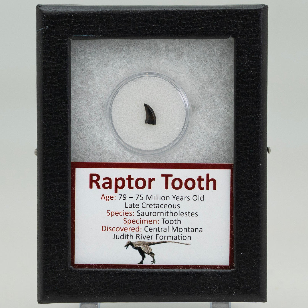 Fossilized raptor tooth in a display case with descriptive label