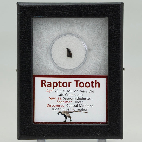 Fossilized raptor tooth in a display case with descriptive label