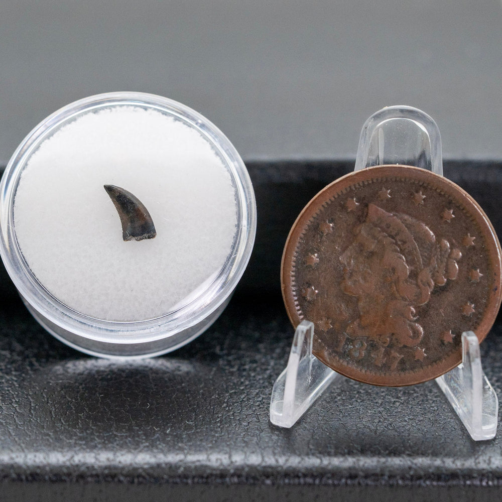 Small fossil and old coin on display stands against a dark background