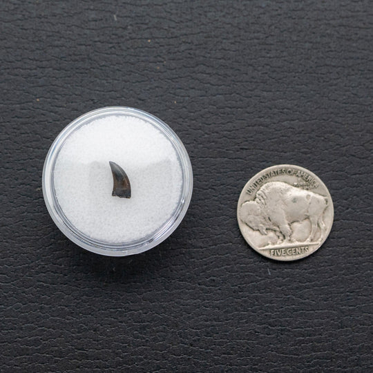 Fossilized tooth in a clear container next to a U.S. quarter on a black background