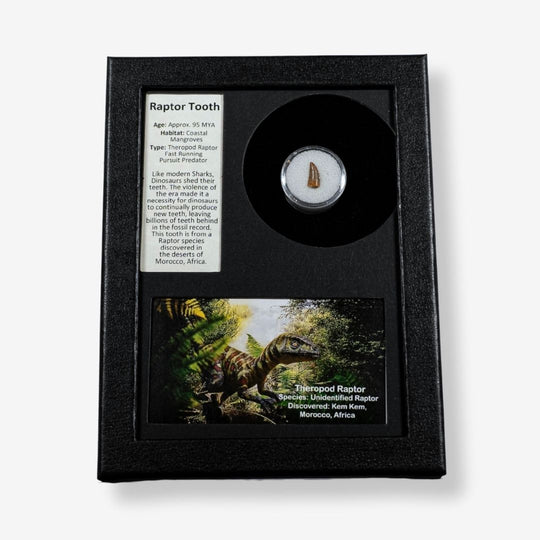 Framed display of a raptor tooth with educational text and images on a white background