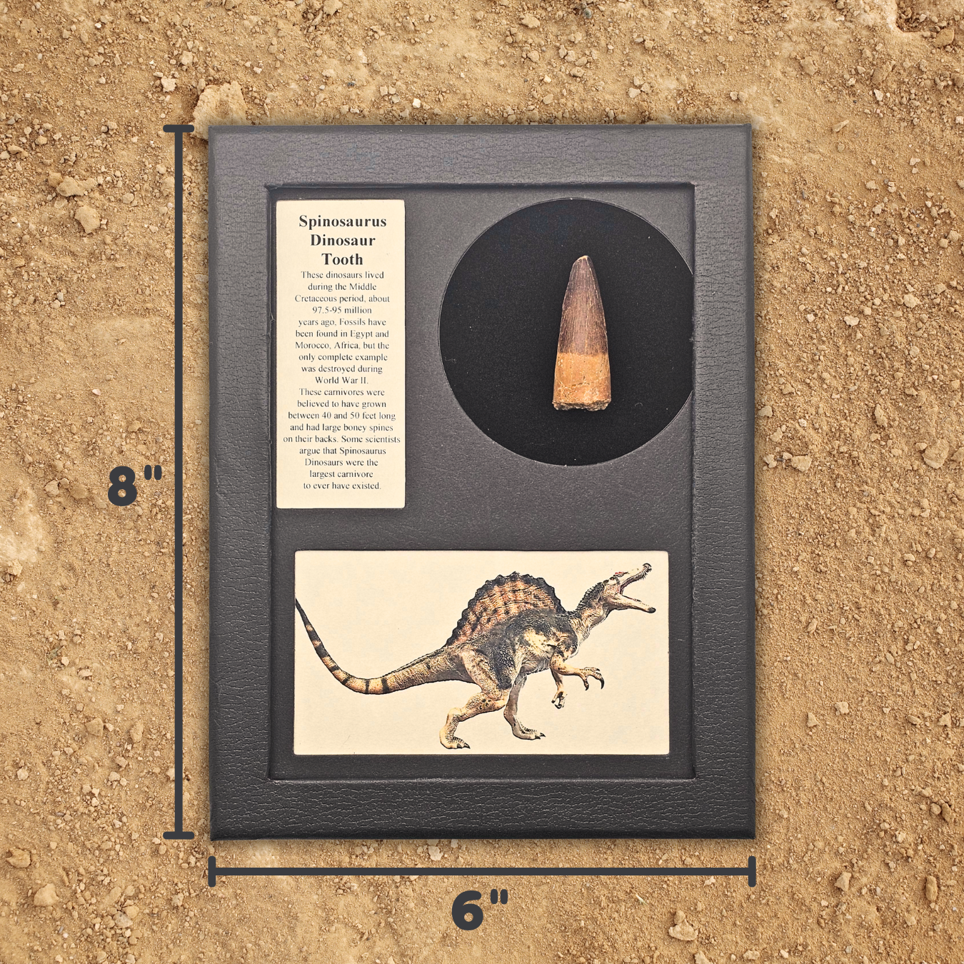 Spinosaurus Tooth Display