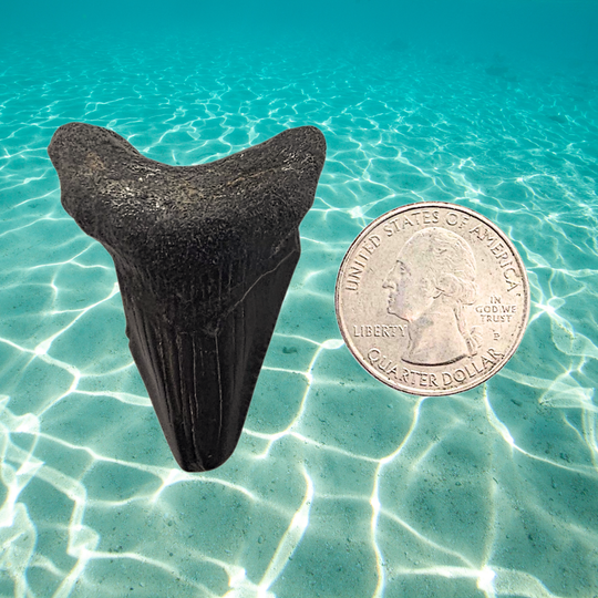 Megalodon Shark Tooth Display