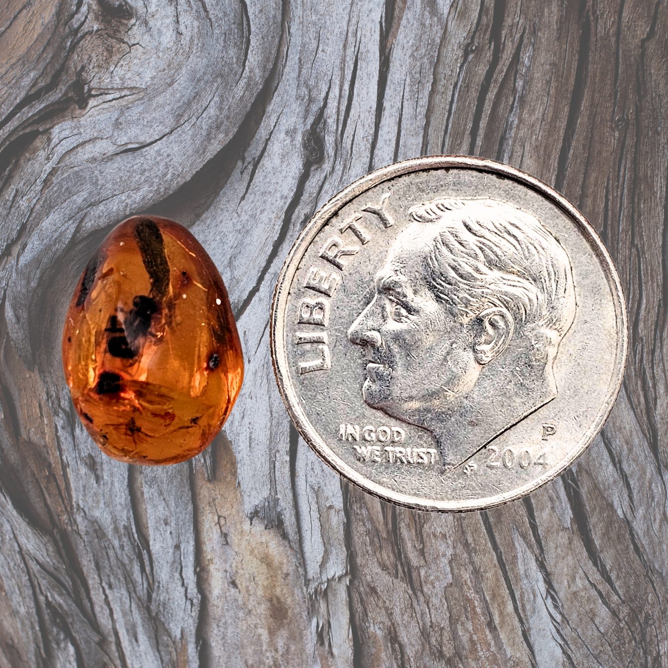 Insect in Fossil Amber Display