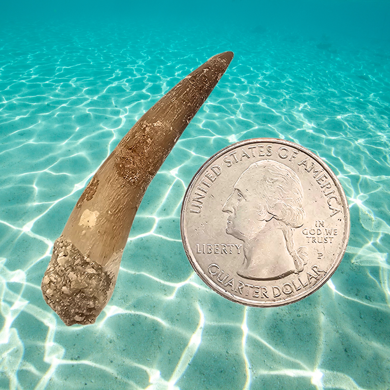 Plesiosaur Tooth Display
