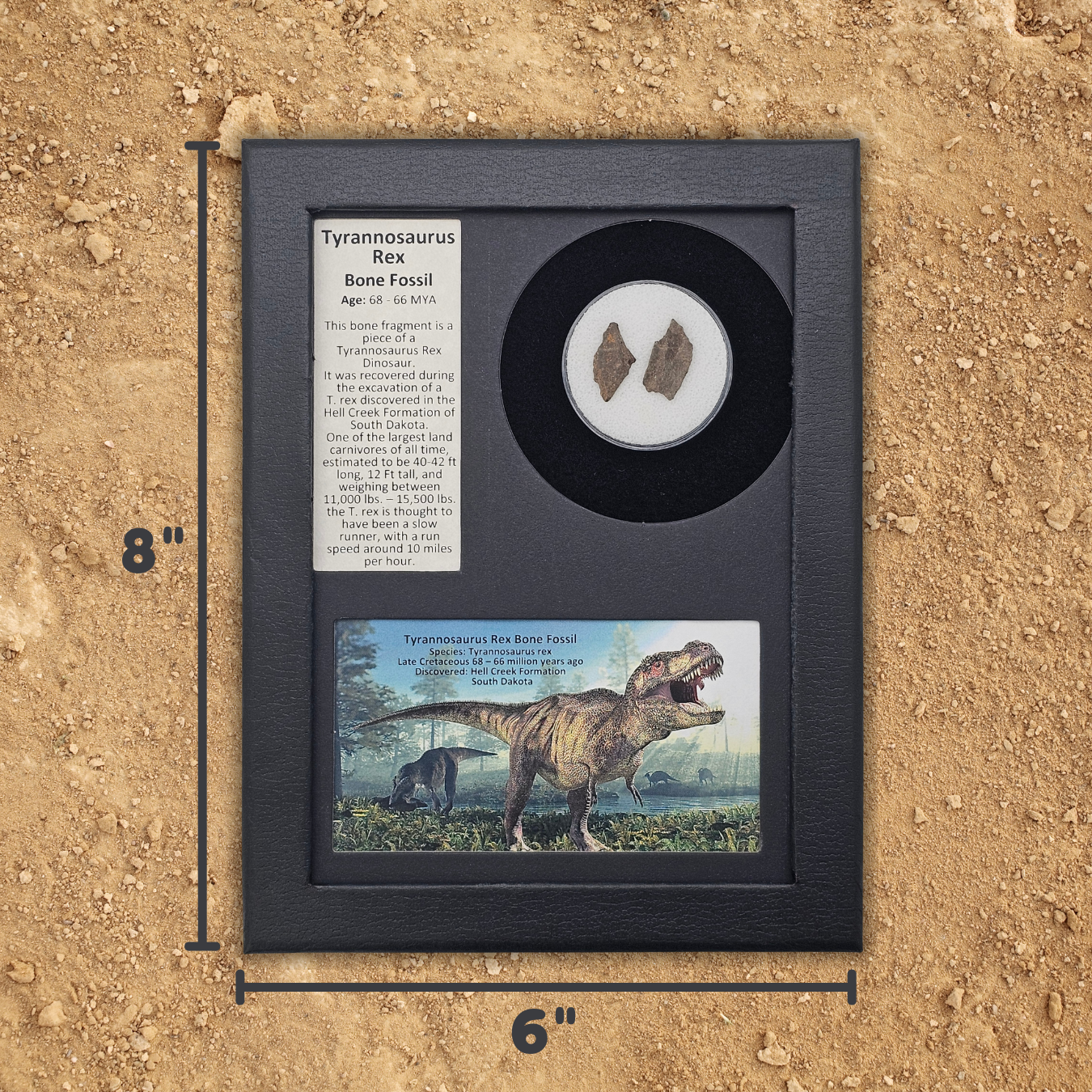 Tyrannosaurus Rex Bone Fossil Display