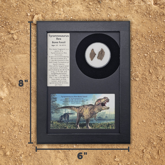 Tyrannosaurus Rex Bone Fossil Display