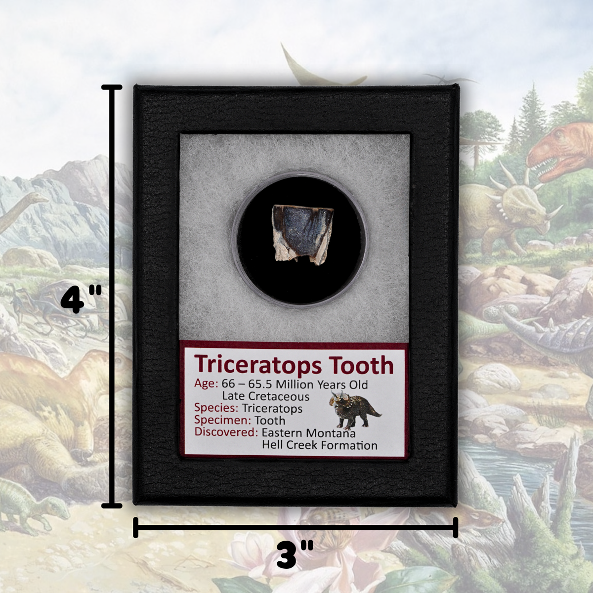 Triceratops Tooth Fossil Display
