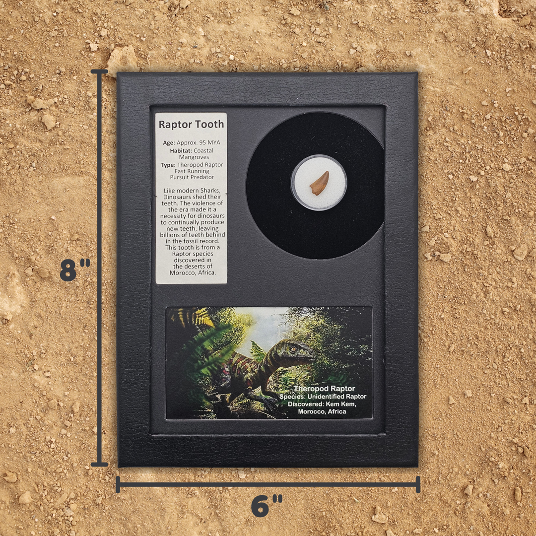 Raptor Tooth Display