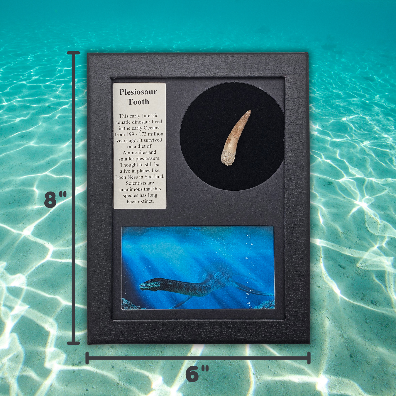 Plesiosaur Tooth Display