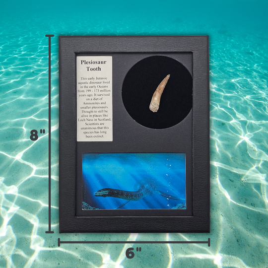 Plesiosaur Tooth Display