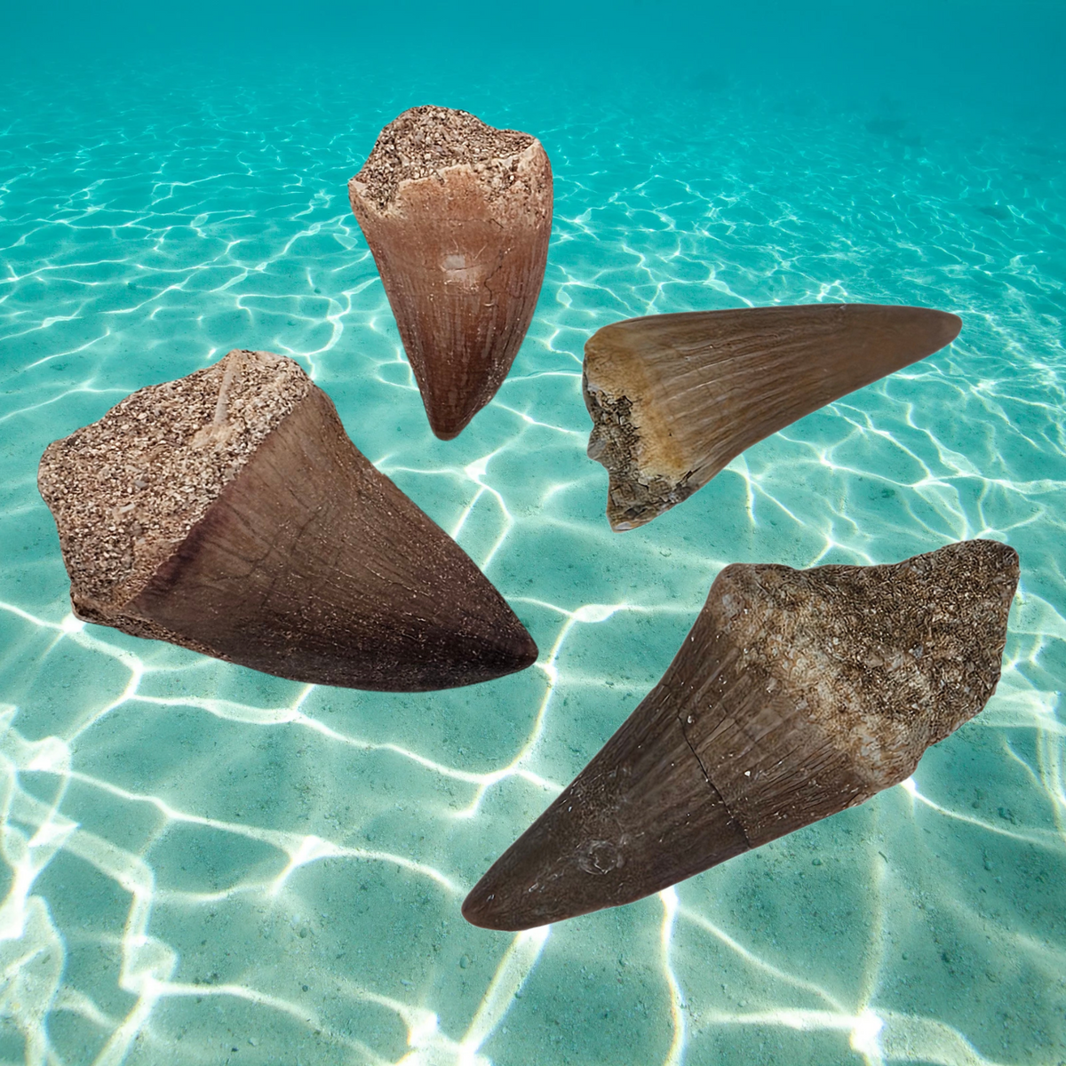 Mosasaurus Teeth Display