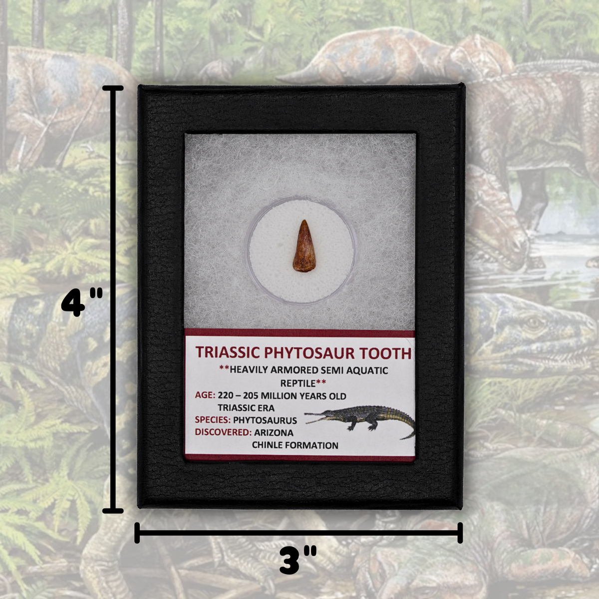 Triassic Phytosaur Tooth Display