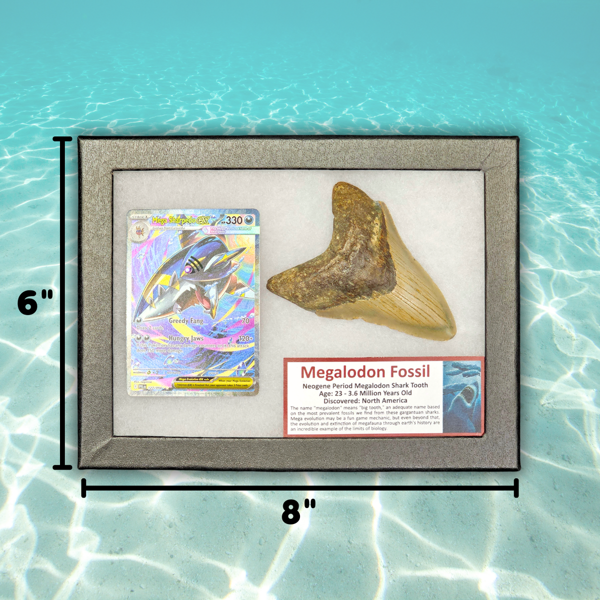 Pokémon Fossil Display - Mega Sharpedo EX with Megalodon Tooth Fossil