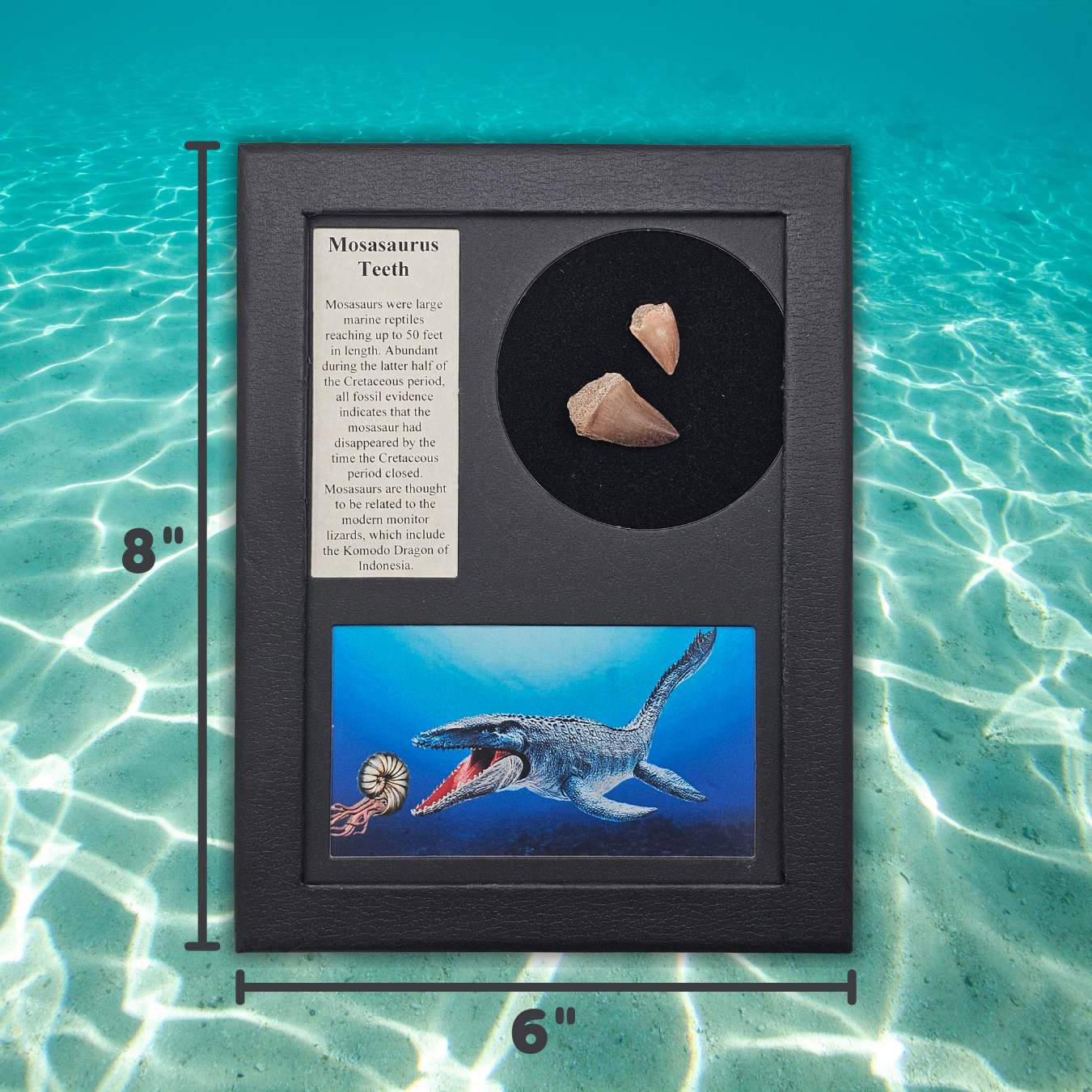 Mosasaurus Teeth Display