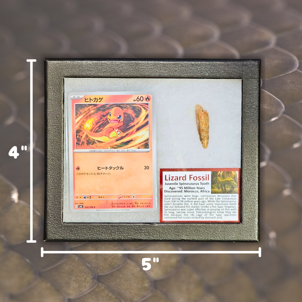 Pokémon Fossilien-Display – Glumanda mit Spinosaurus-Zahnfossil