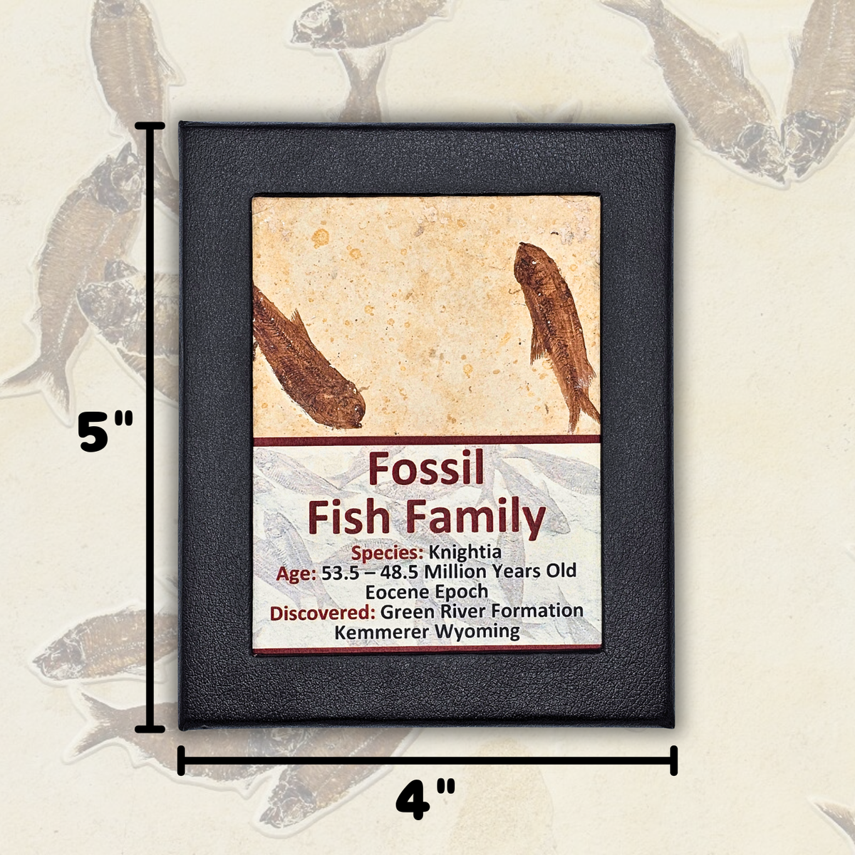 Fossil Fish Family Display