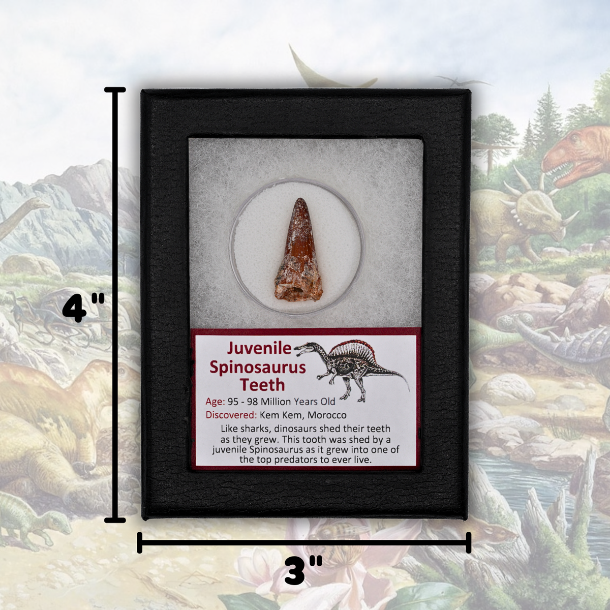Juvenile Spinosaurus Teeth