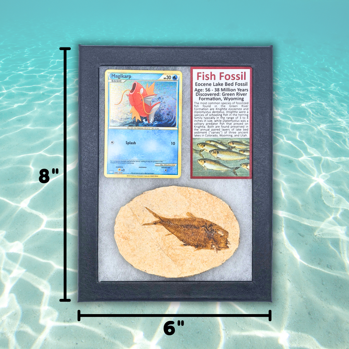 Pokémon Fossil Display - Magikarp Fish Fossil