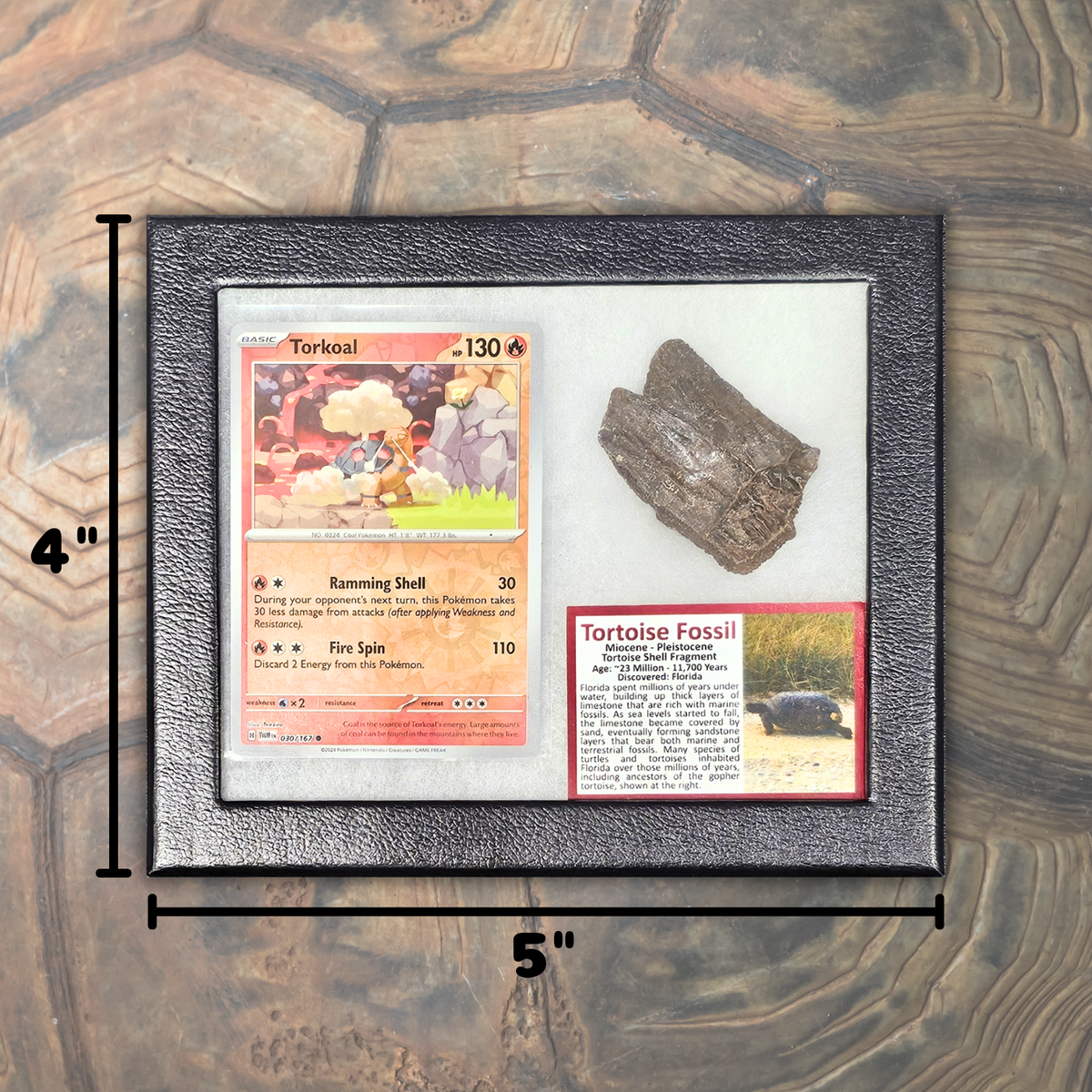 Pokémon Fossil Display - Torkoal with Tortoise Shell Fossil