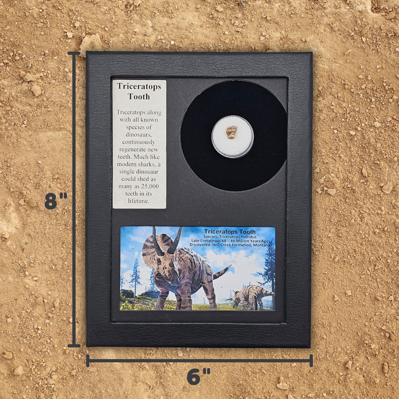 Triceratops Tooth Display